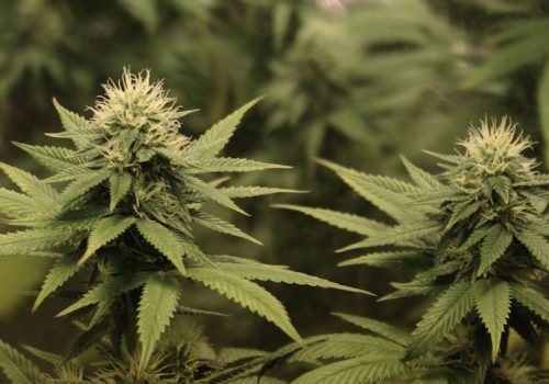 Cannabis-Plants-Nugs