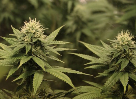 Cannabis-Plants-Nugs