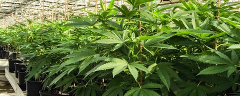 greenhouse 1