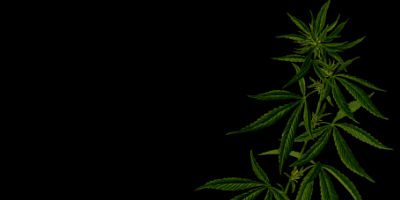 Green Belt Cannabis Consulting Services Management 4