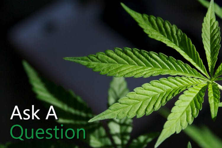 Cannabis Consulting Solutions - Have Questions