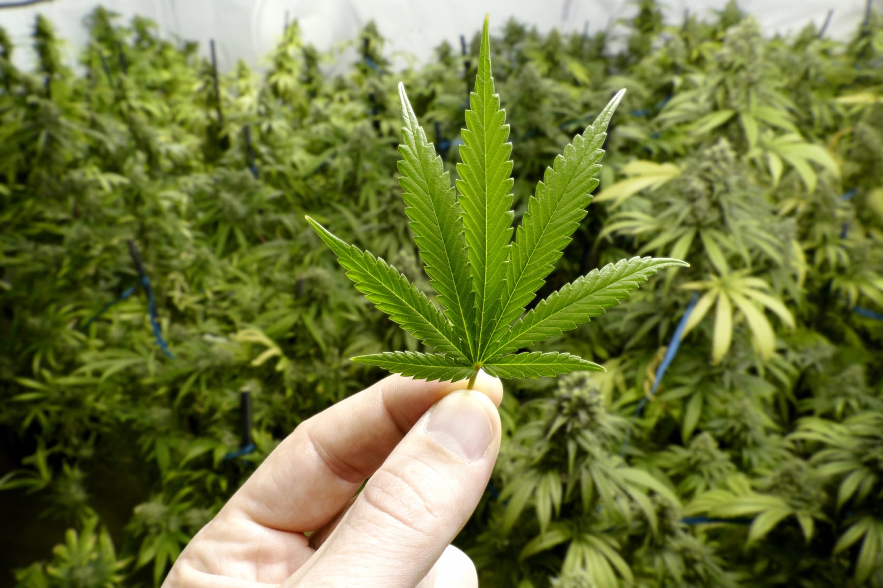 Green Belt Strategies - Management Solutions For The Cannabis Industry Green Belt Strategies - Management Solutions For The Cannabis Industry