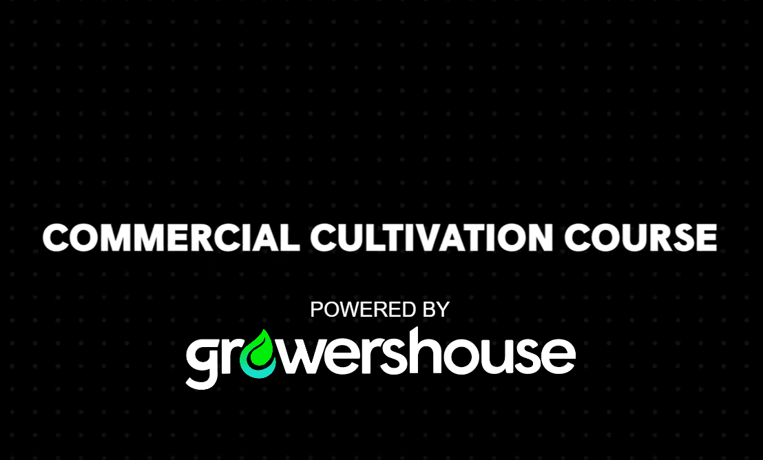 Learn How To Grow Cannabis On A Commercial Scale