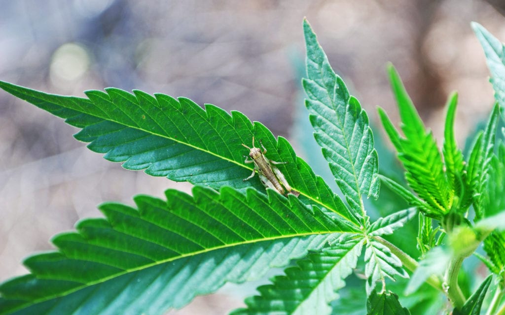 Cannabis Integrated Pest Management (IPM) Plan