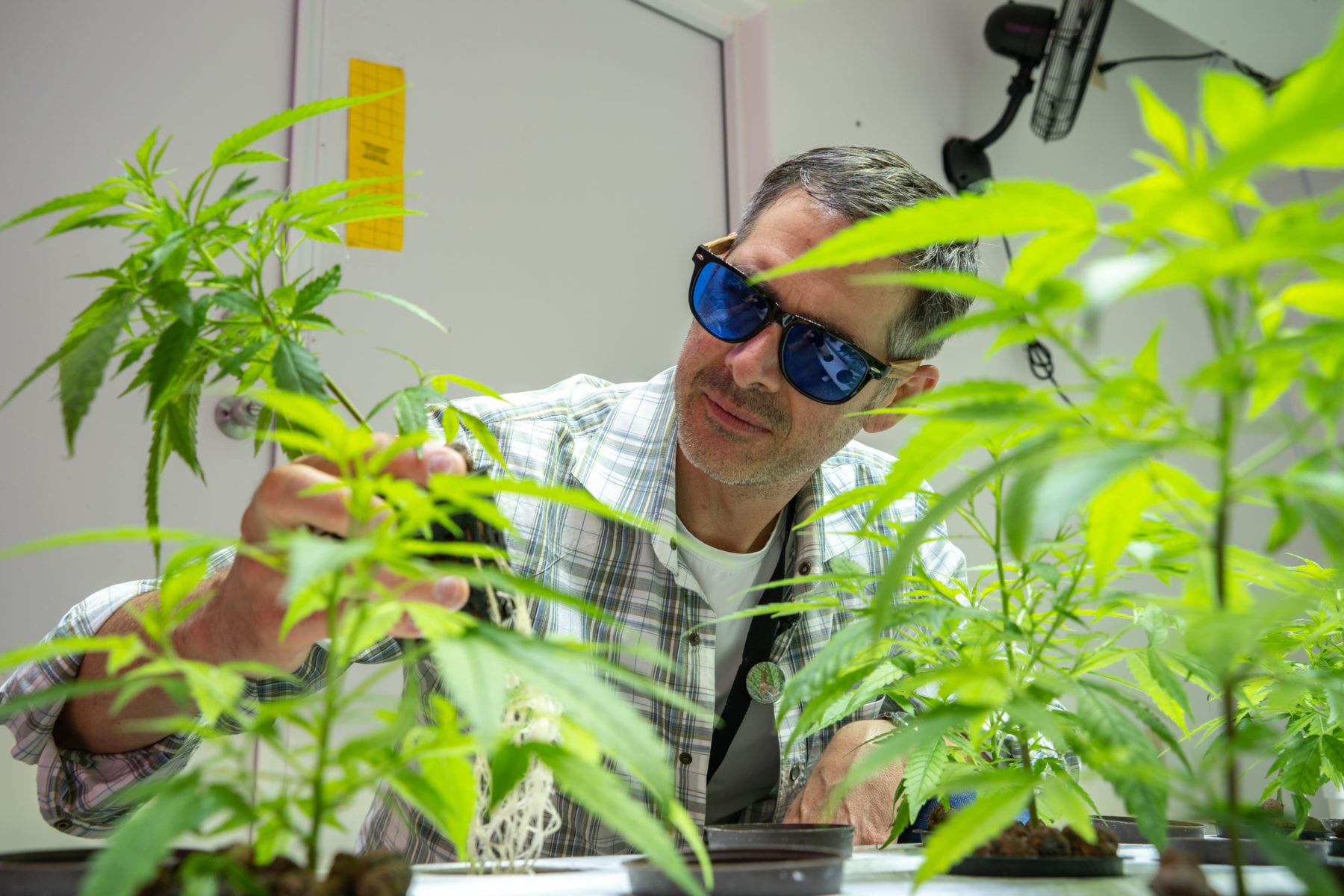 Cannabis Business Consultant - Cameron Bravmann Cannabis Business Consultant - Cameron Bravmann