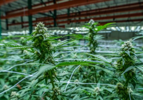 Oklahoma Cannabis Flower Harvest