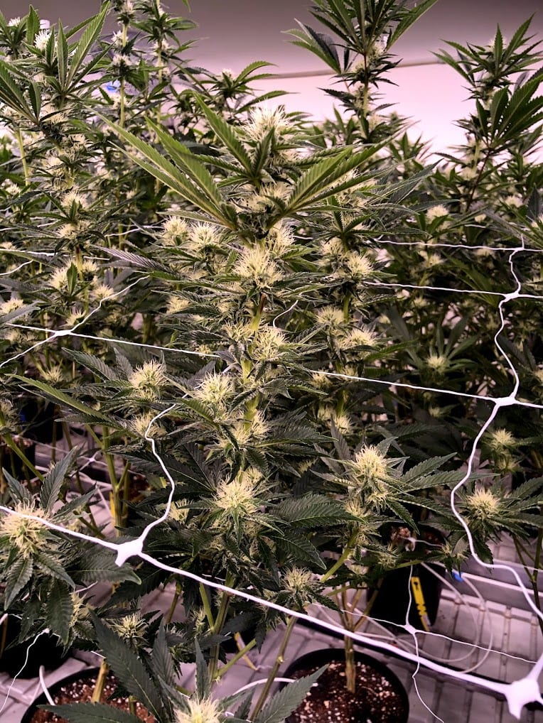 Oaklahoma at Ryan Cannabis Farm. Just a few days from harvest. Oaklahoma at Ryan Cannabis Farm. Just a few days from harvest.
