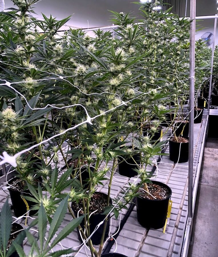 Oaklahoma at Ryan Cannabis Farm. Just a few days from harvest. Oaklahoma at Ryan Cannabis Farm. Just a few days from harvest.