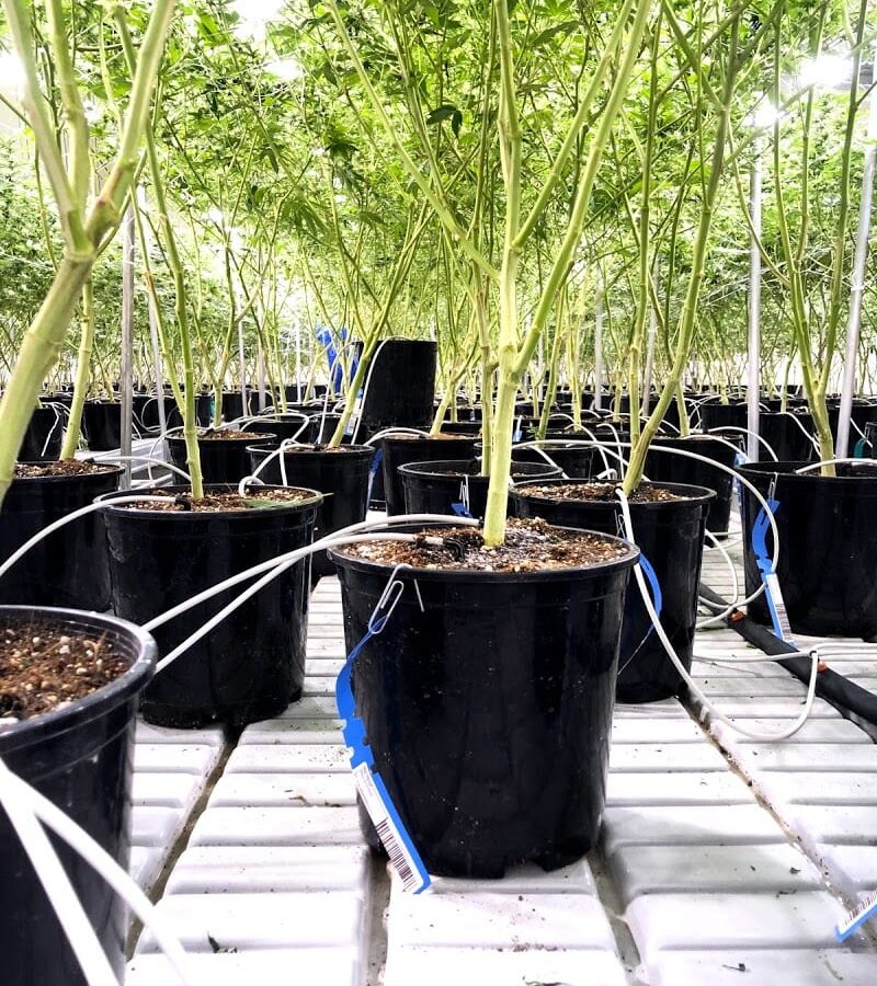 Oaklahoma at Ryan Cannabis Farm. Just a few days from harvest. Oaklahoma at Ryan Cannabis Farm. Just a few days from harvest.