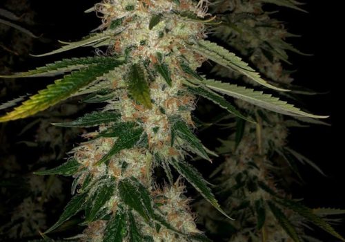 Oaklahoma Cannabis Harvest 1
