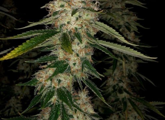 Oaklahoma Cannabis Harvest 1