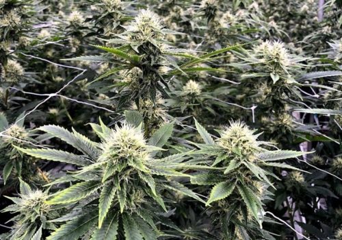 Oaklahoma Cannabis Harvest 3