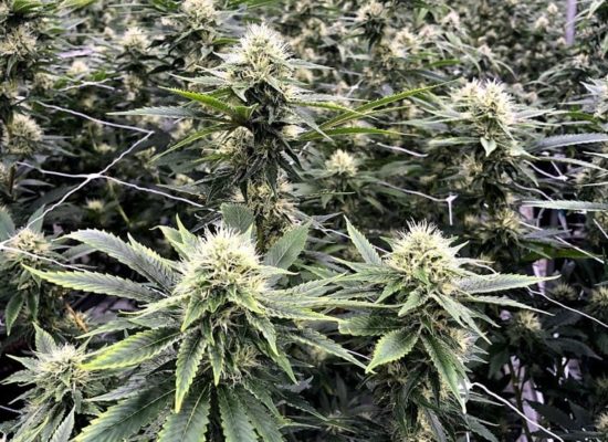 Oaklahoma Cannabis Harvest 3