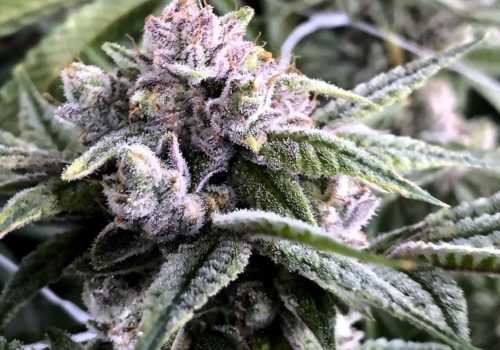Oaklahoma Cannabis Harvest 4