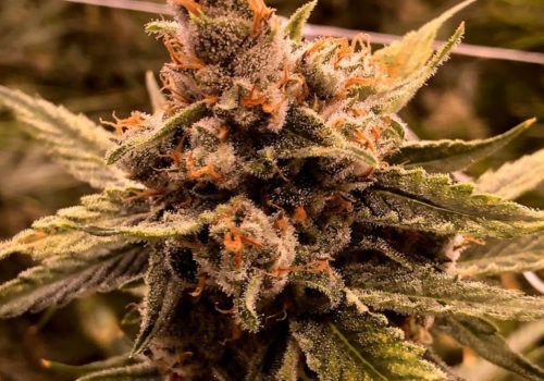 Oaklahoma Cannabis Harvest 5