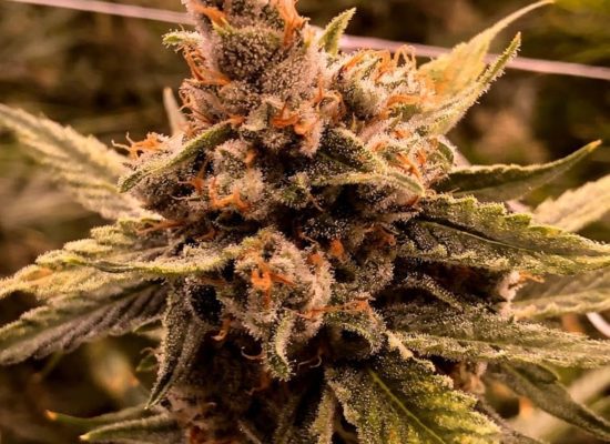 Oaklahoma Cannabis Harvest 5