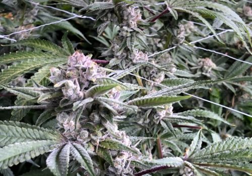Oaklahoma Cannabis Harvest 6