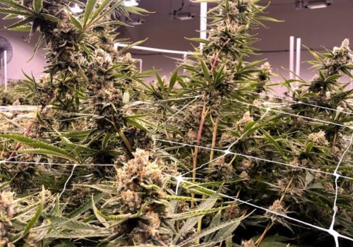 Oaklahoma Cannabis Harvest 7