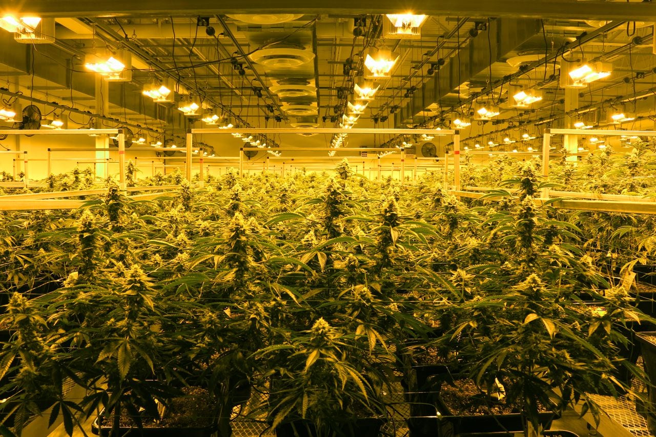 Three Massachusetts marijuana companies fined for use of pesticides, control violations