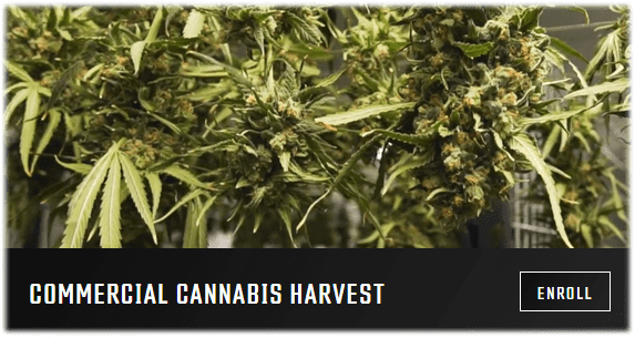 commercial-cannabis-harvest-growers-network-university-free-online-course