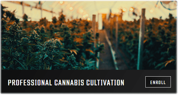 professional cannabis cultivation growers-network-university-free-online-course