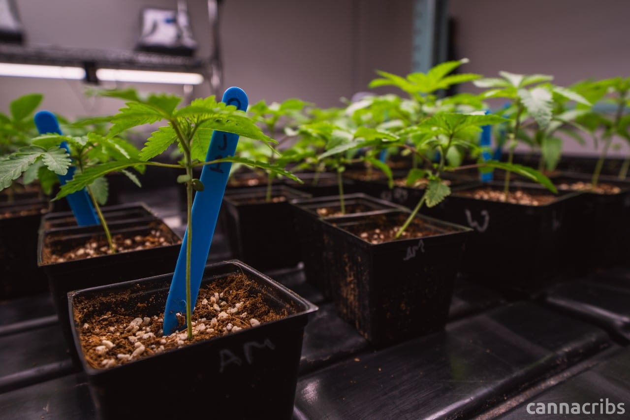 Cannabis micronutrients Cannabis micronutrients