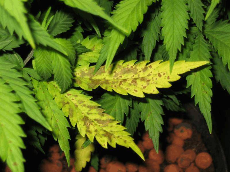 cannabis-macronutrients